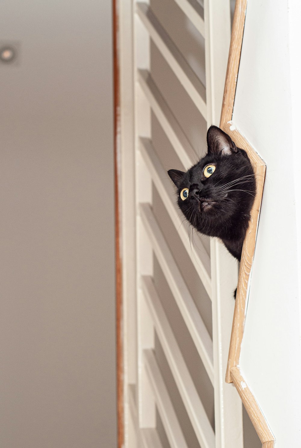 a black cat peeking out from behind a wall