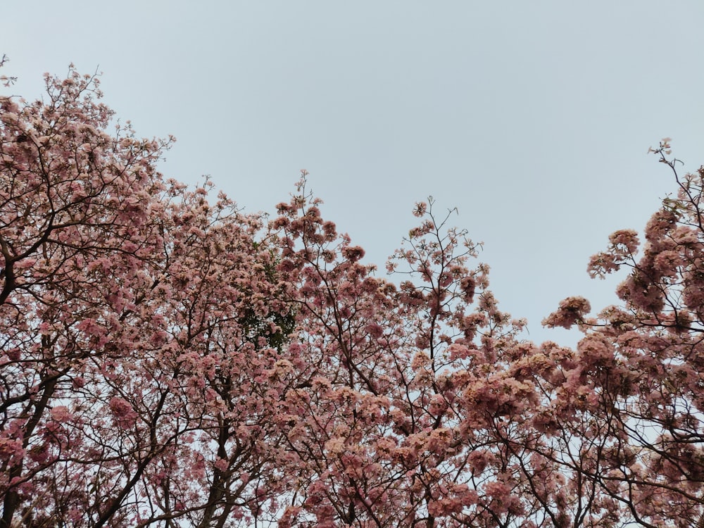 a tree filled with lots of pink flowers