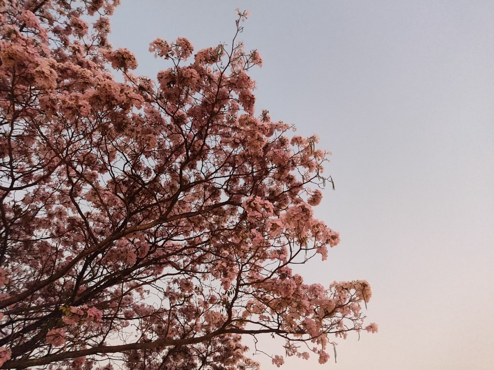 a tree with pink flowers in front of a blue sky