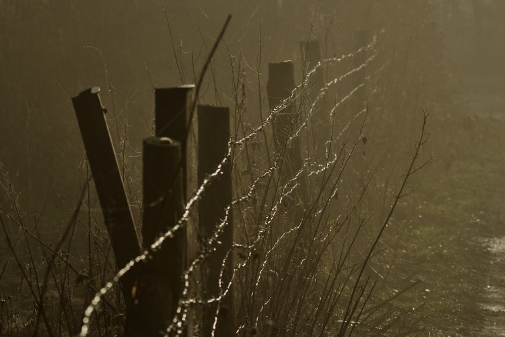a foggy field with a fence and grass
