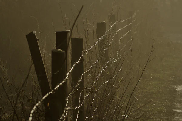 A fence line disappearing into low fog over grass.