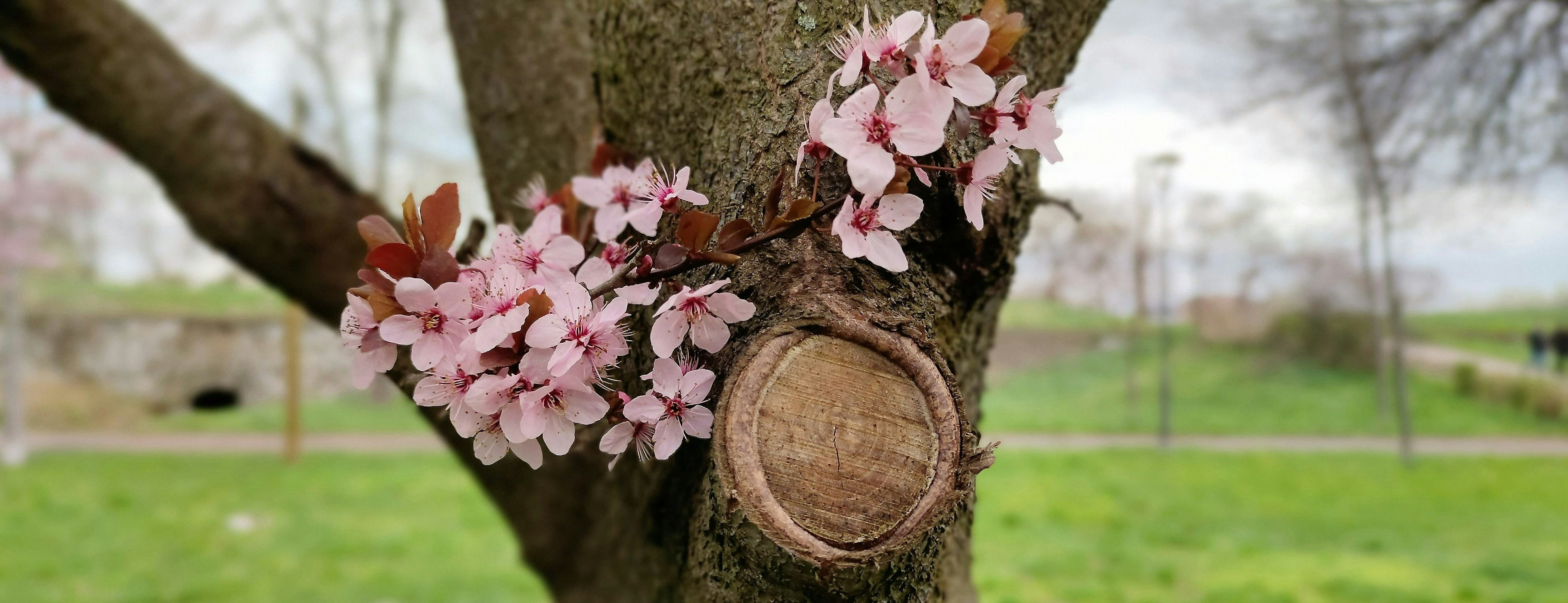 Un arbre en fleur au printemps montrant la renaissance de la nature et les saisons agréables en Serbie