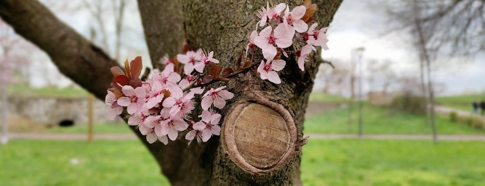 a tree with a hole in the middle of it