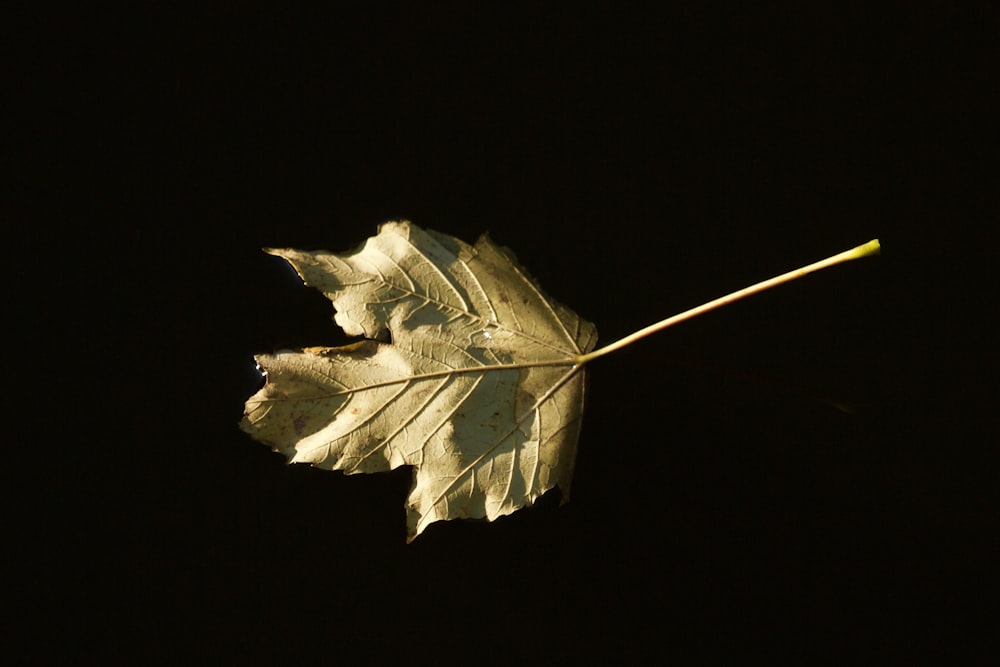 a leaf with a stick sticking out of it
