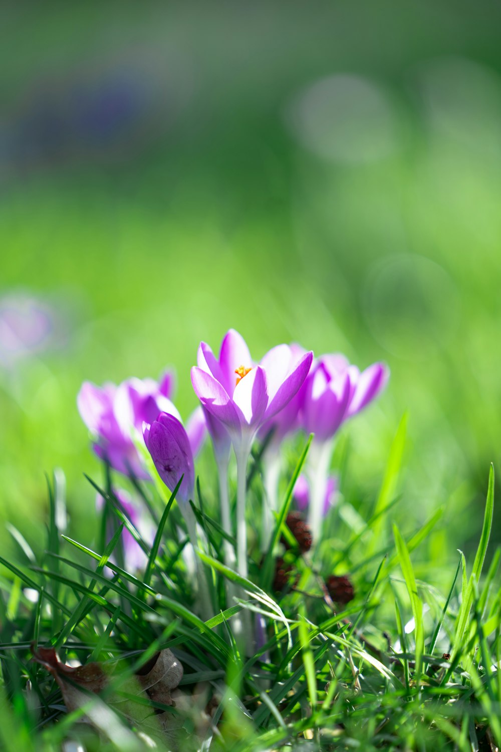 a group of purple flowers sitting on top of a lush green field