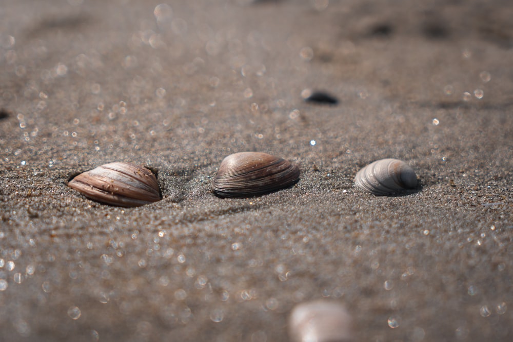 three seashells on the sand of a beach