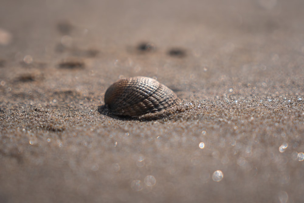 a seashell on the sand on a beach