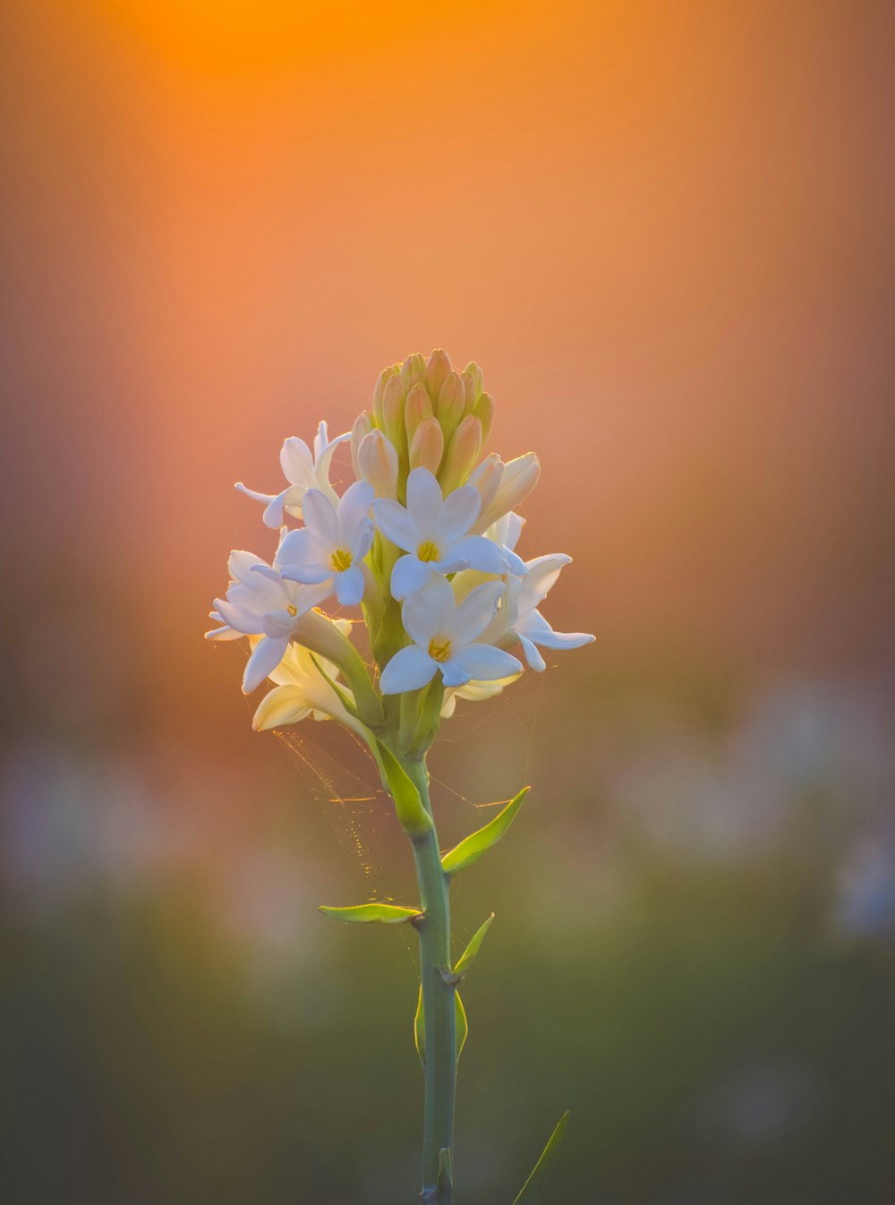 a close up of a flower with a blurry background