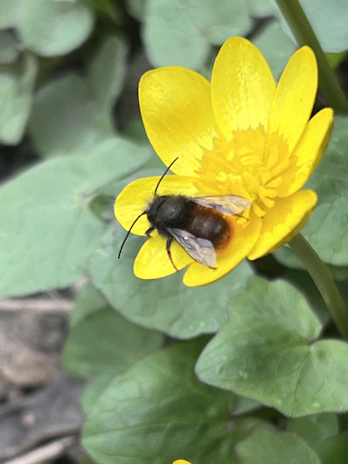 A peaceful bee resting on a bright yellow flower in the meadow and bee sanctuary.