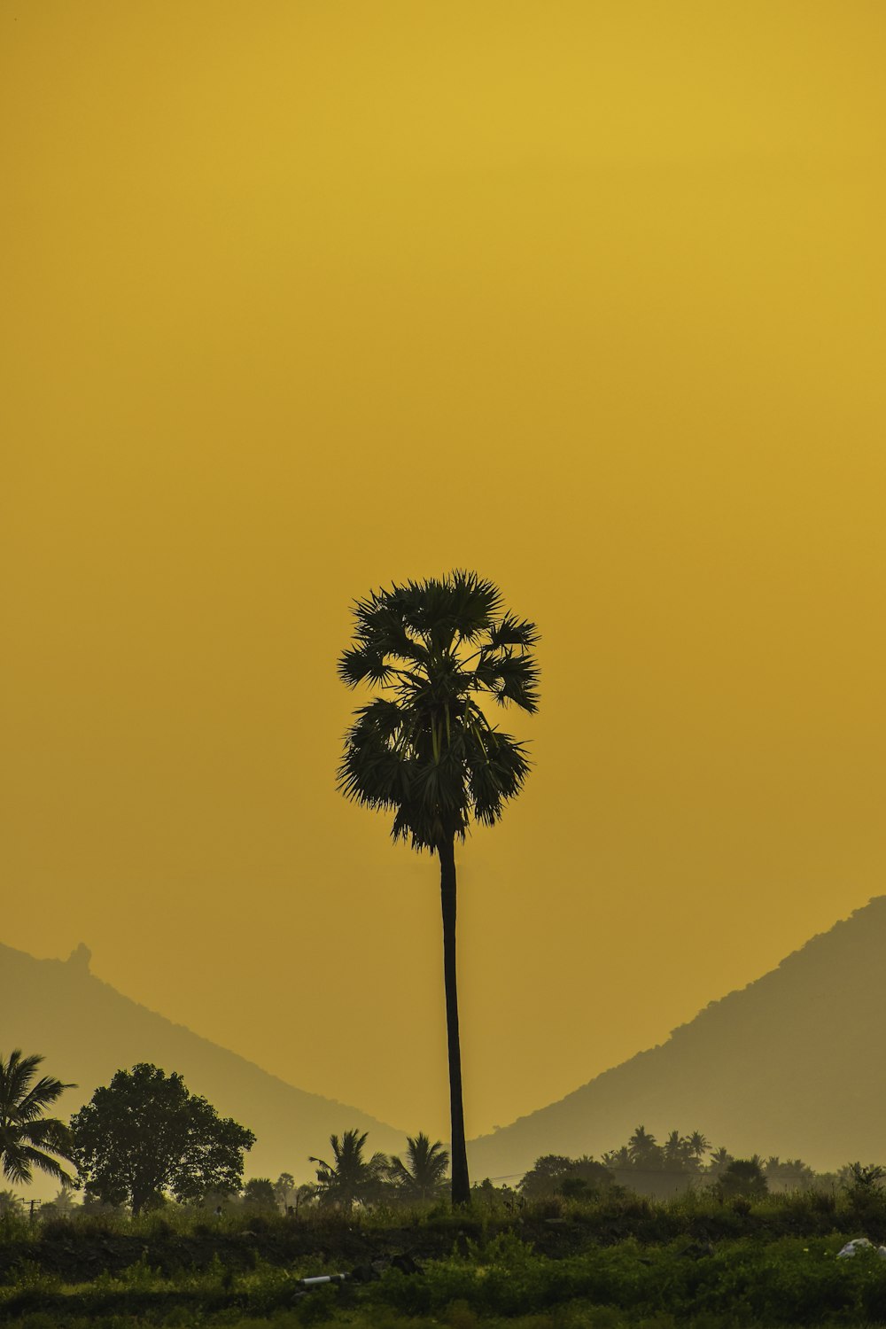 a lone palm tree in a field with mountains in the background
