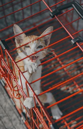 an orange and white cat sitting inside of a cage