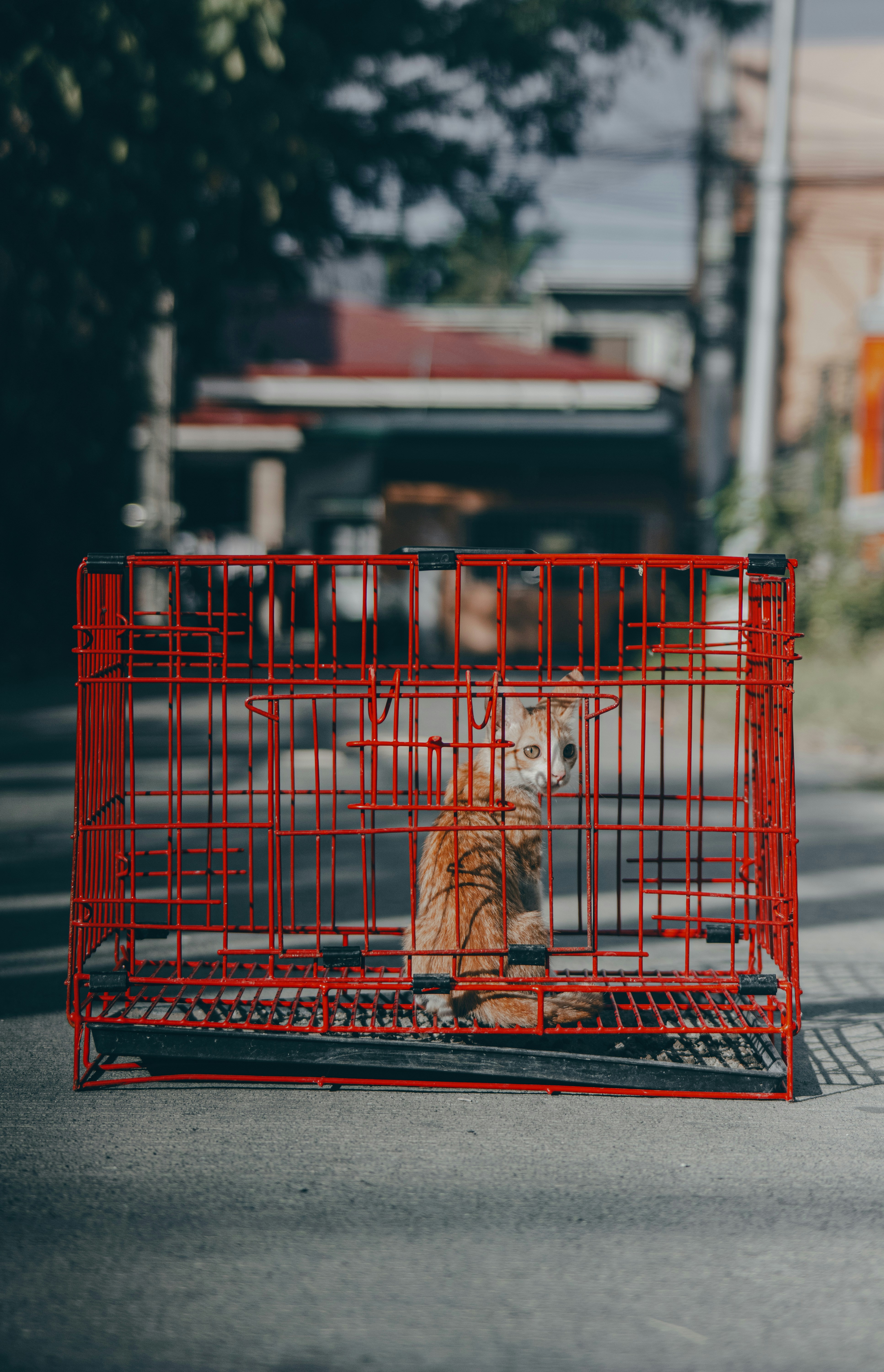 a dog sitting in a cage on the side of the road