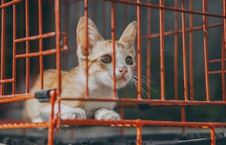 a small orange and white kitten in a cage