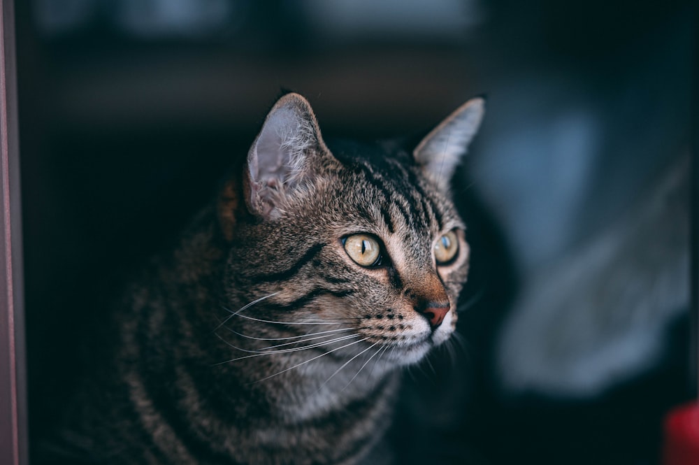 a cat is looking out of a window