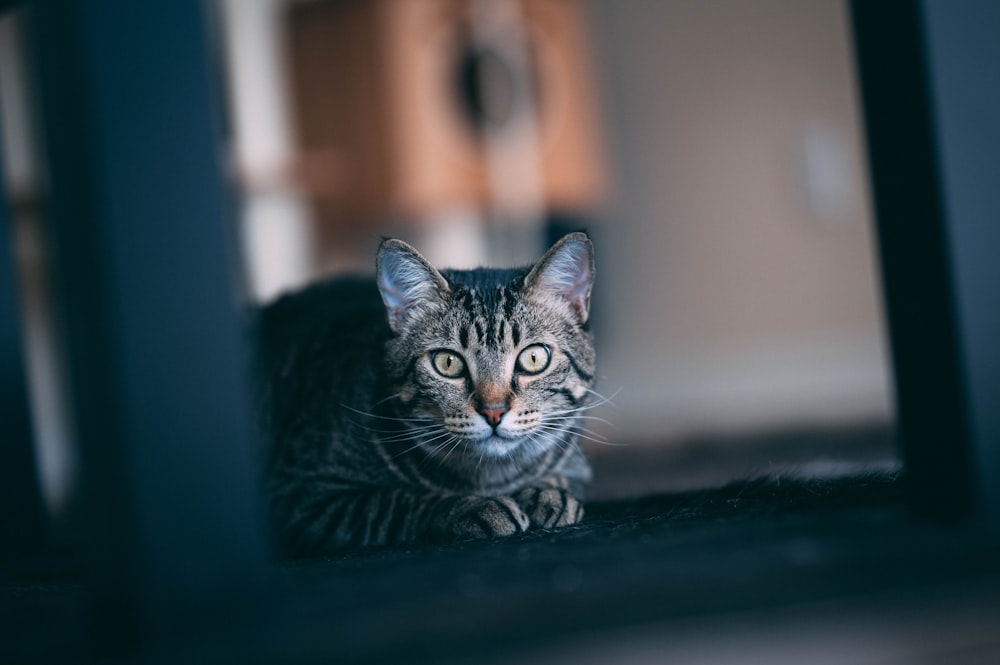 a cat sitting on the floor looking at the camera