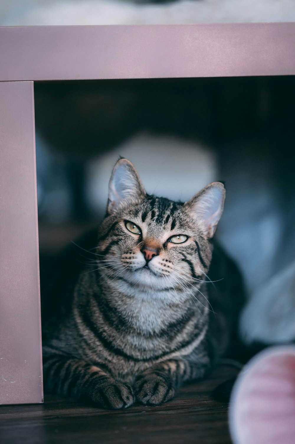 a cat sitting on the floor in front of a mirror