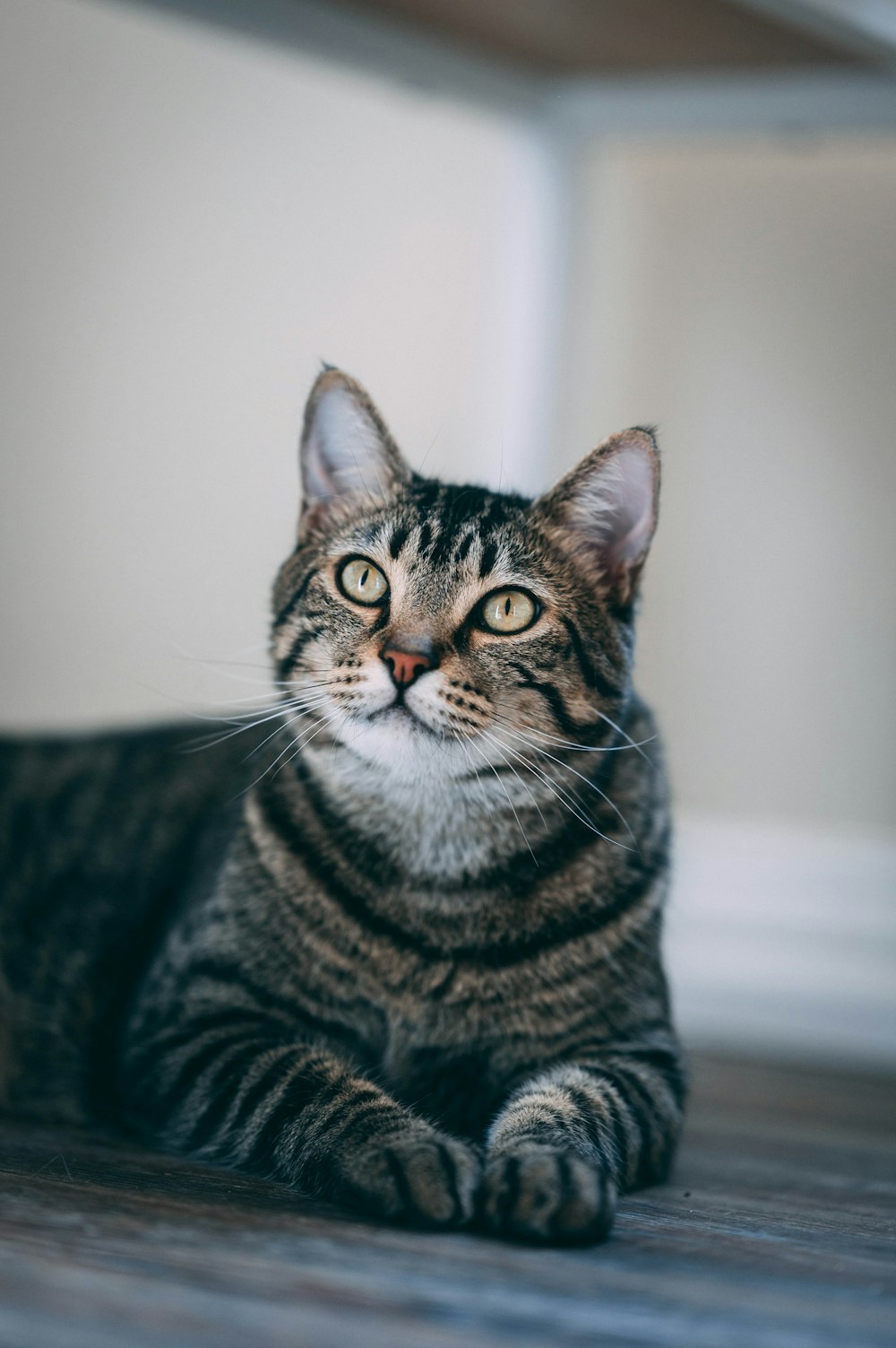 a striped cat laying on a wooden floor