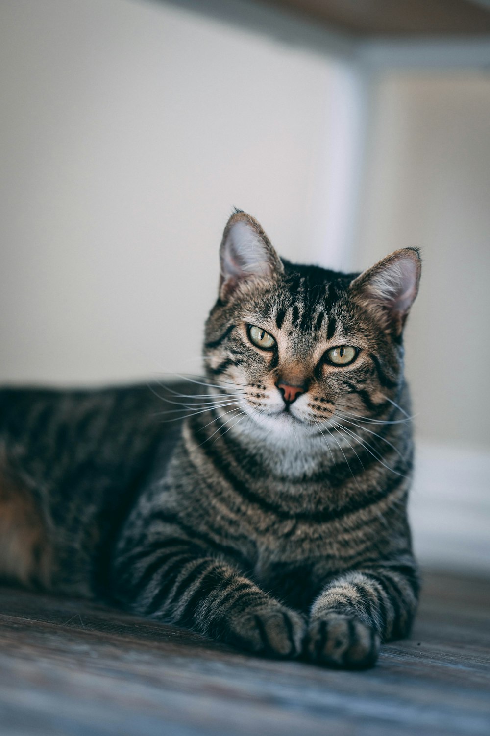 a cat laying on the floor looking at the camera