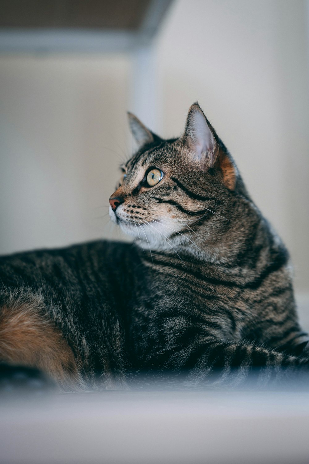 a cat laying down on a white surface