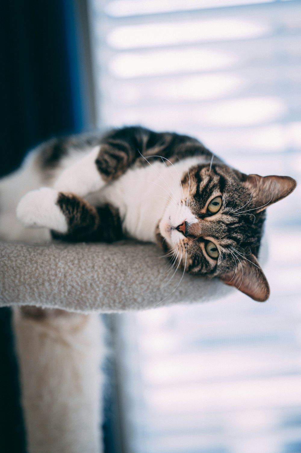 a cat laying on top of a scratching post