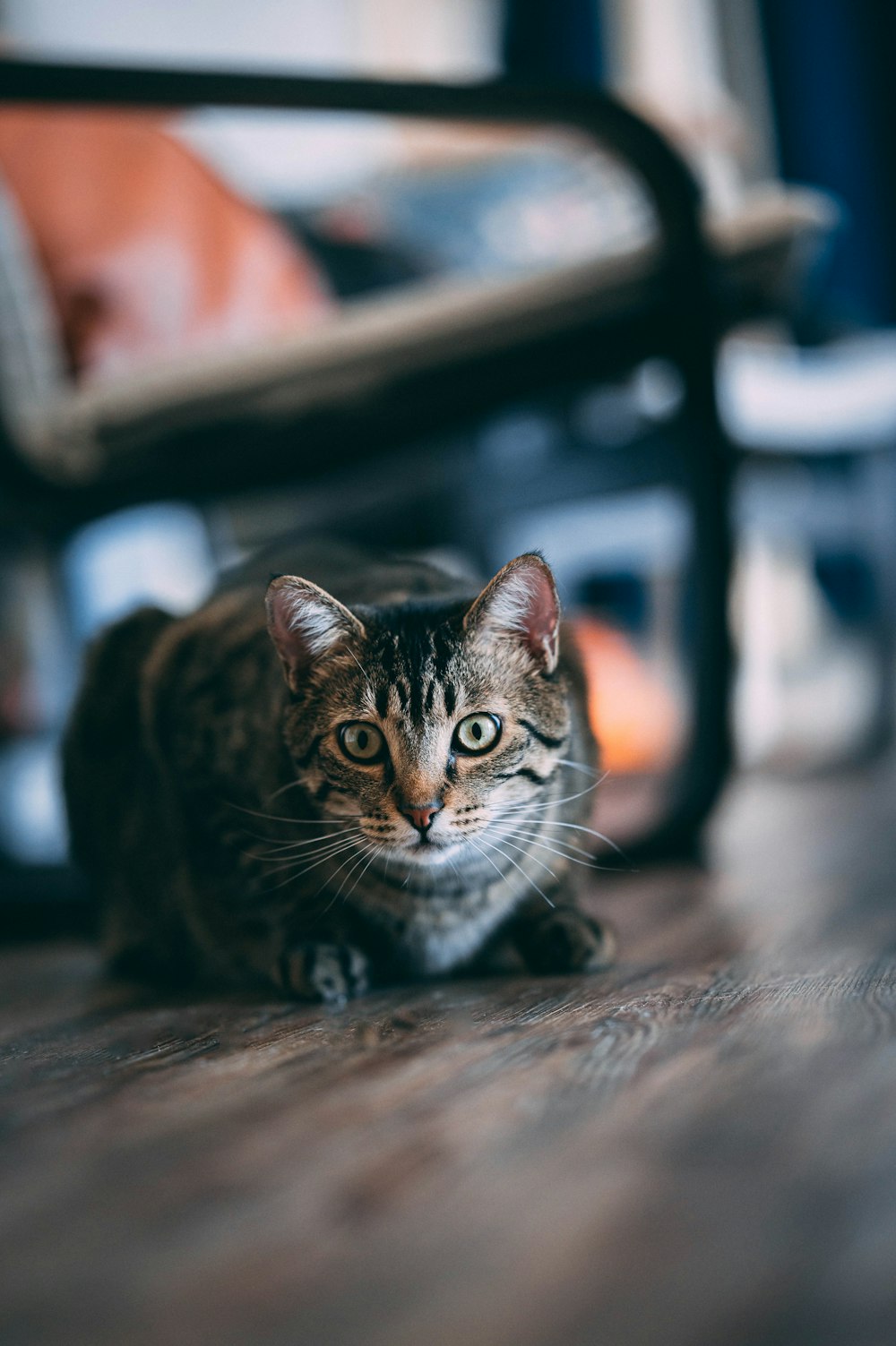 a cat sitting on a wooden floor next to a chair