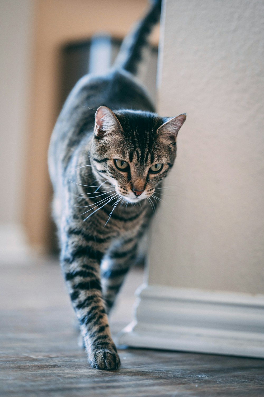 a cat walking on a wooden floor next to a wall