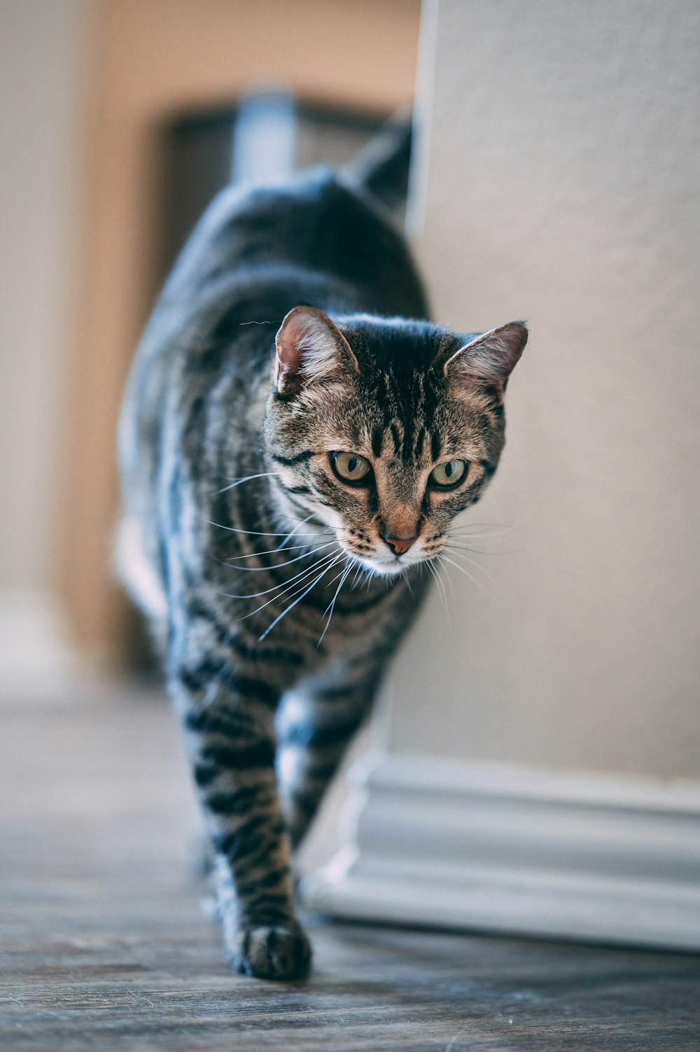 a cat walking on a wooden floor next to a wall