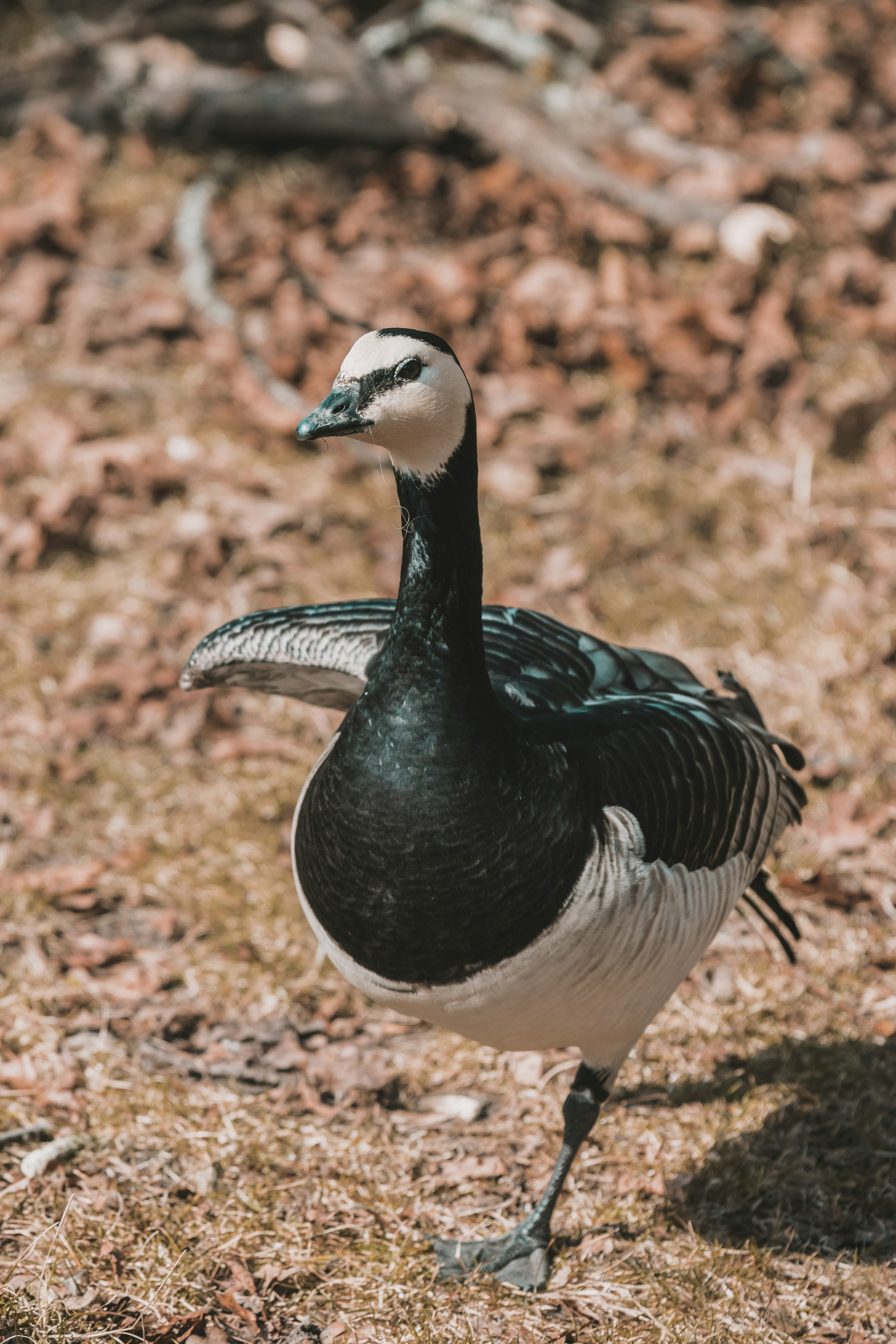 Photo by jerandwernhammar