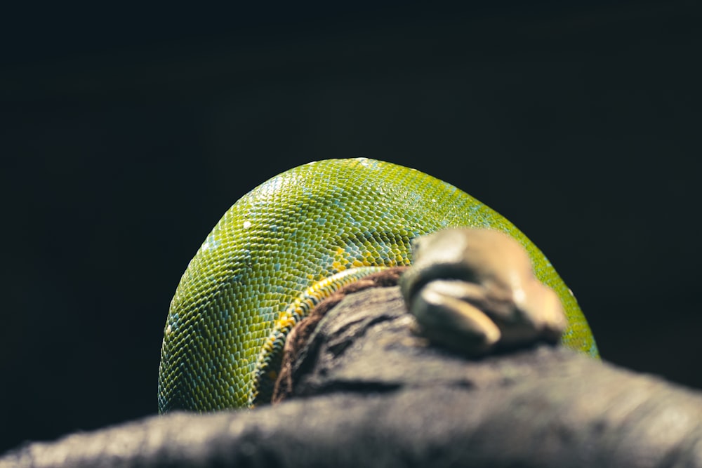 a close up of a lizard's head on a tree branch