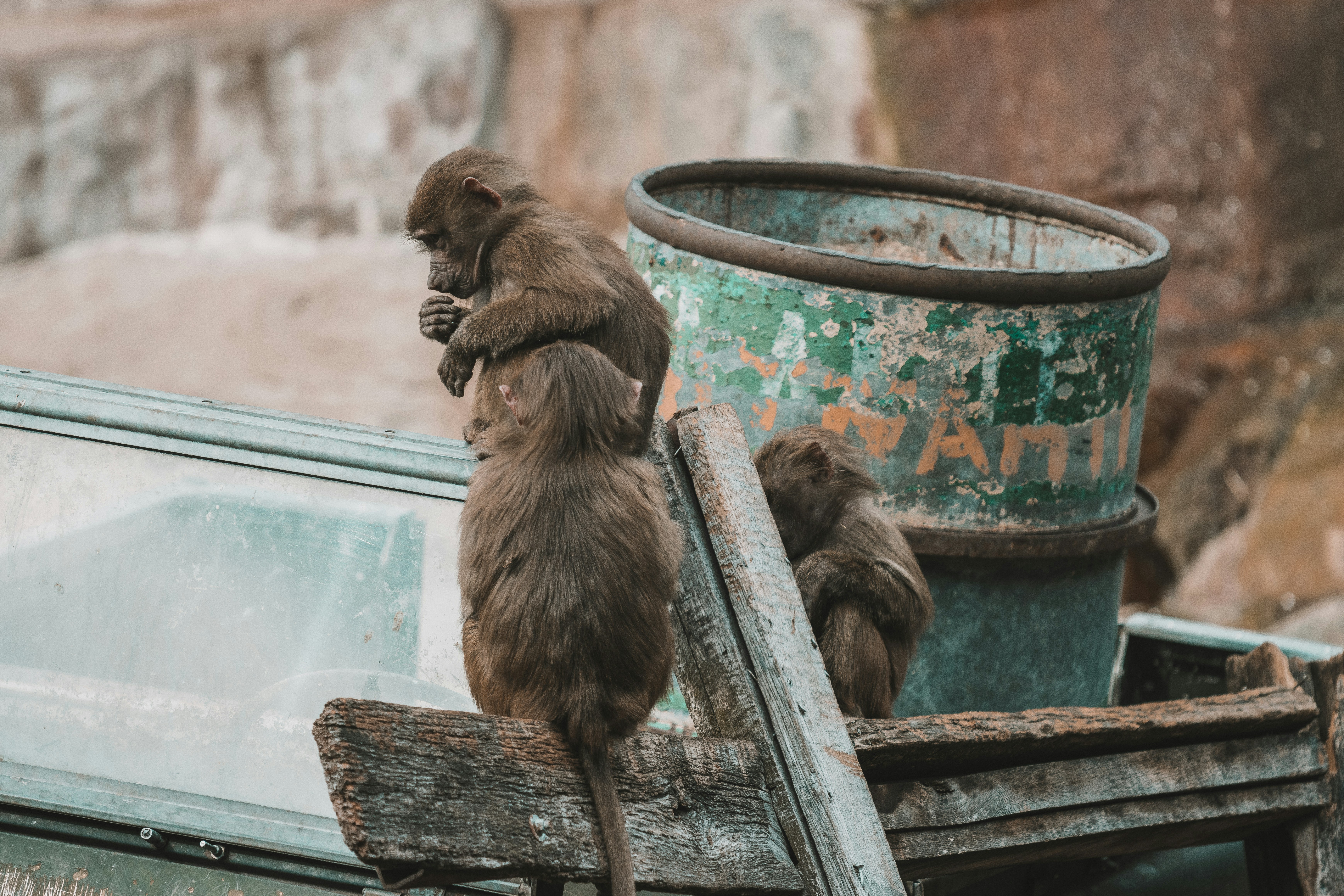 a couple of monkeys sitting on top of a car