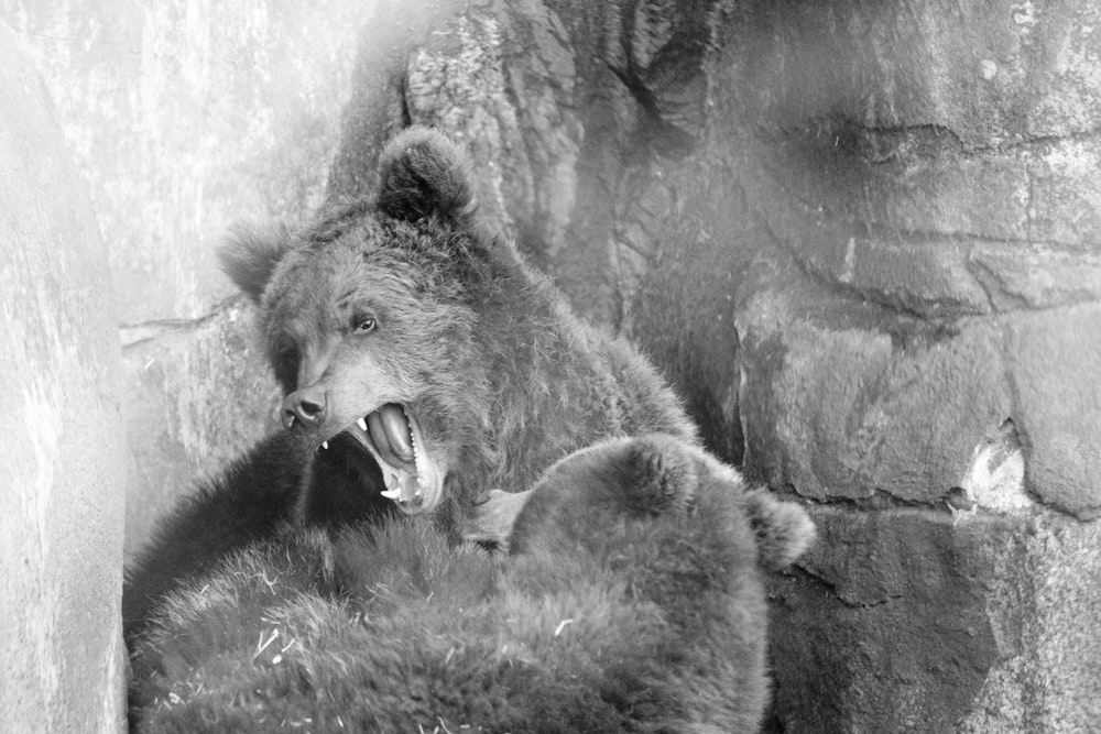 a black and white photo of a bear with its mouth open