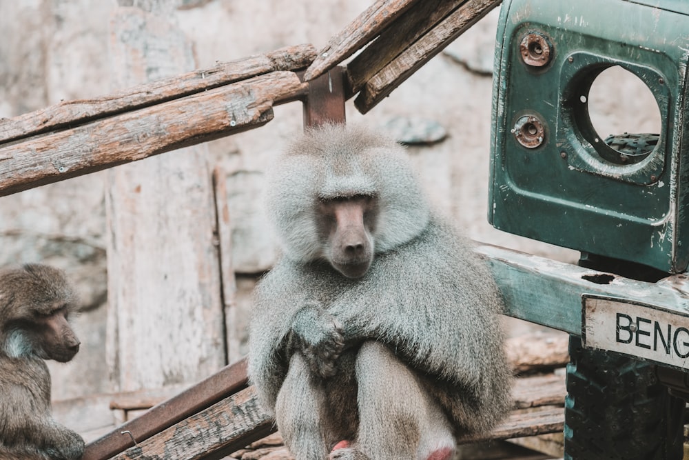 a couple of monkeys sitting next to each other