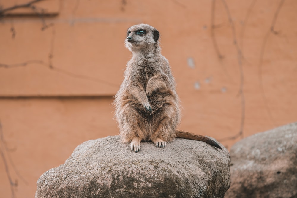 a small meerkat sitting on top of a rock