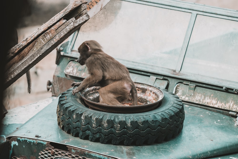 a monkey sitting in a bowl on top of a tire