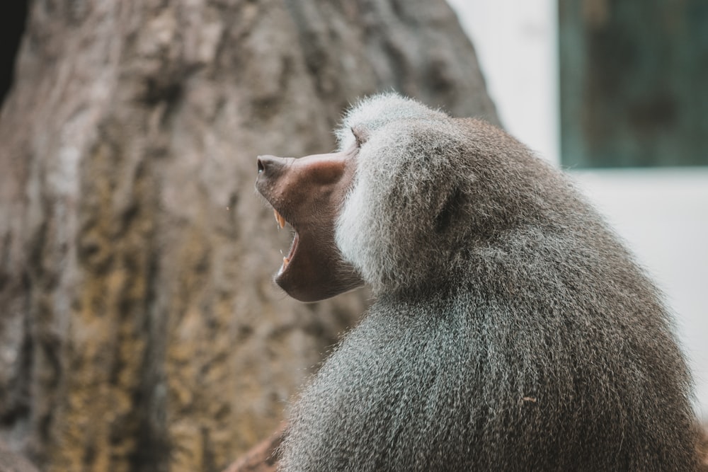 a close up of a monkey with its mouth open