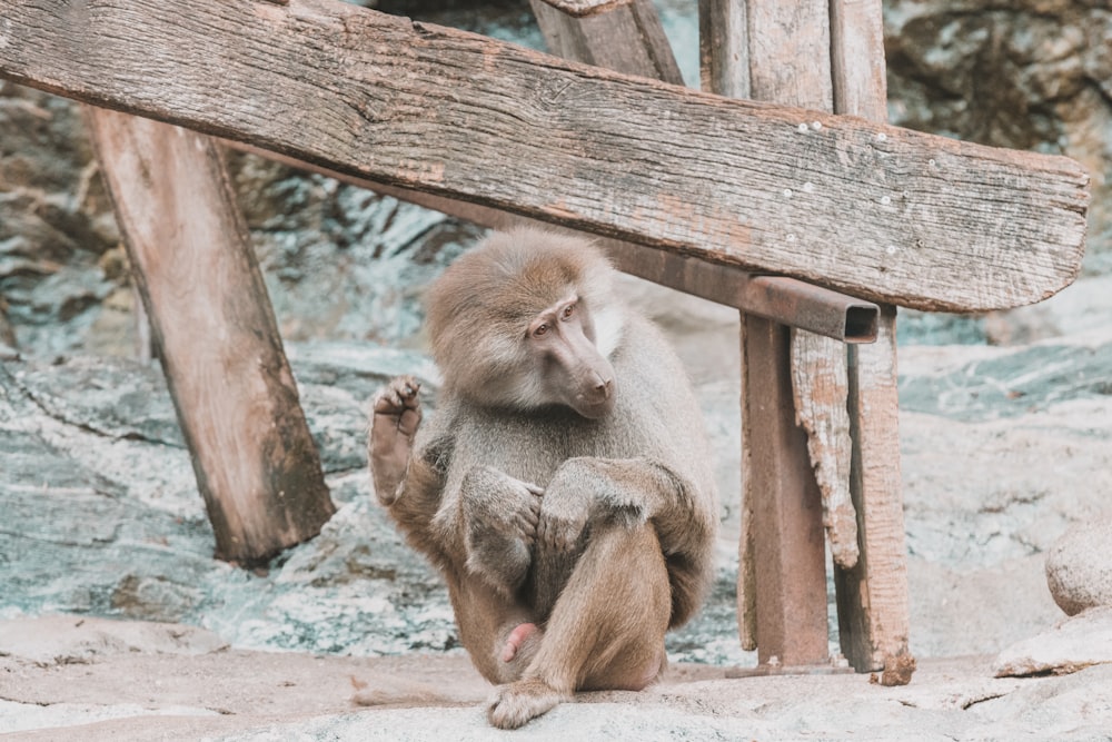 a monkey sitting on a rock under a wooden structure