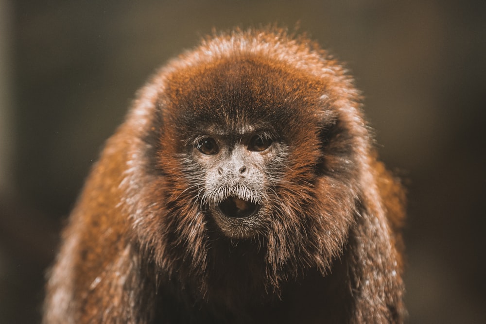 a close up of a monkey with a blurry background