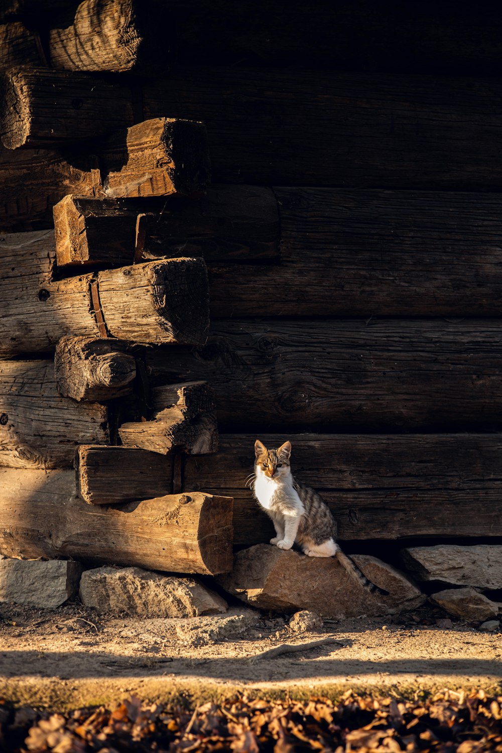 a cat sitting on top of a pile of wood