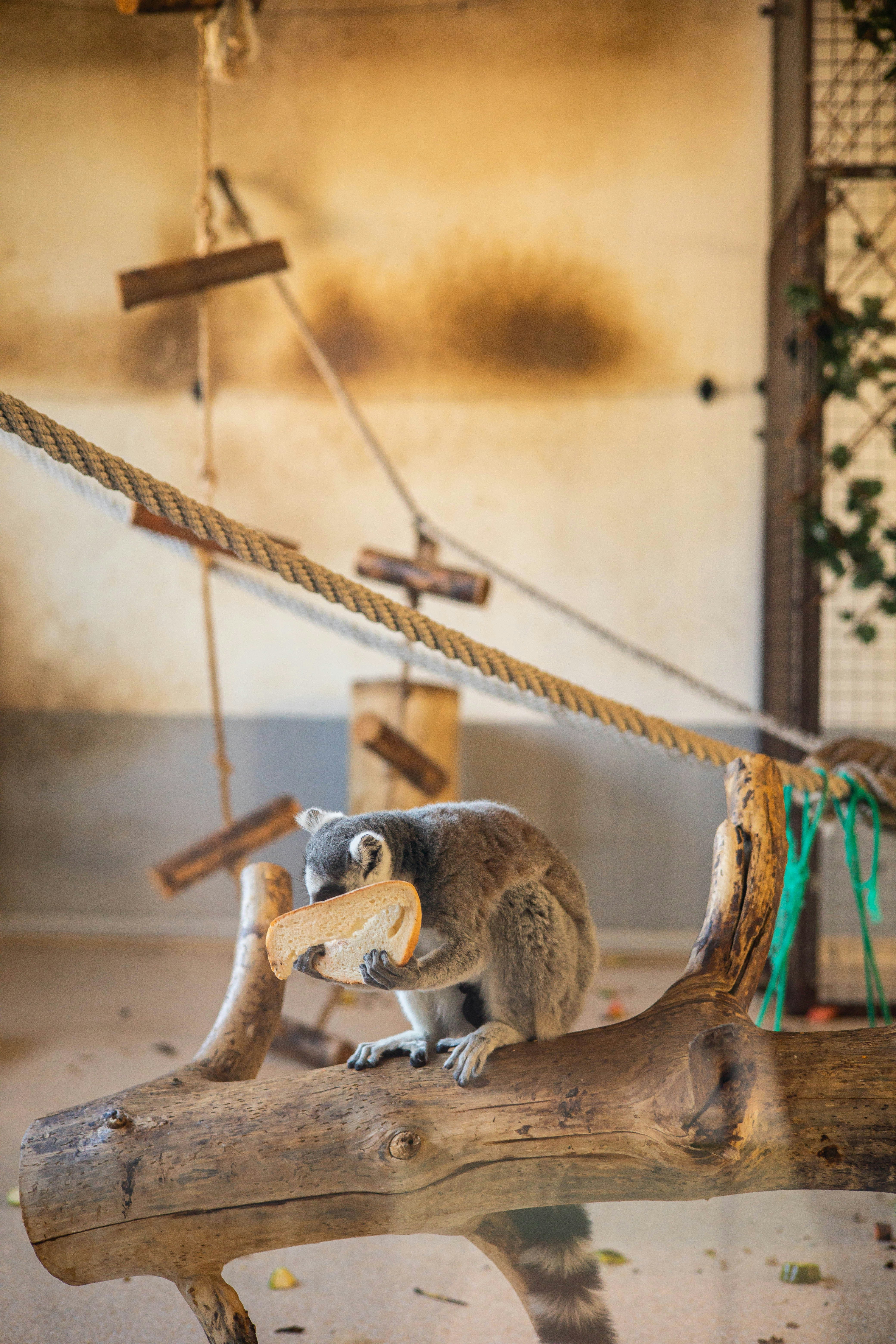 Photo by roscoadrian