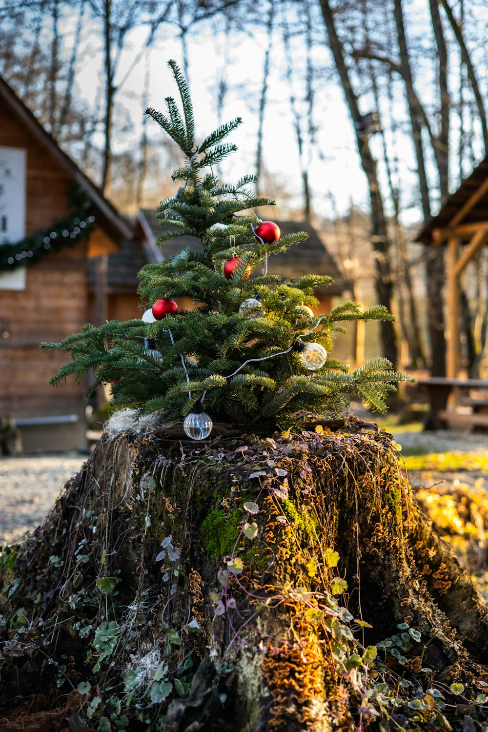 Un piccolo albero di Natale seduto sulla cima di un ceppo d'albero