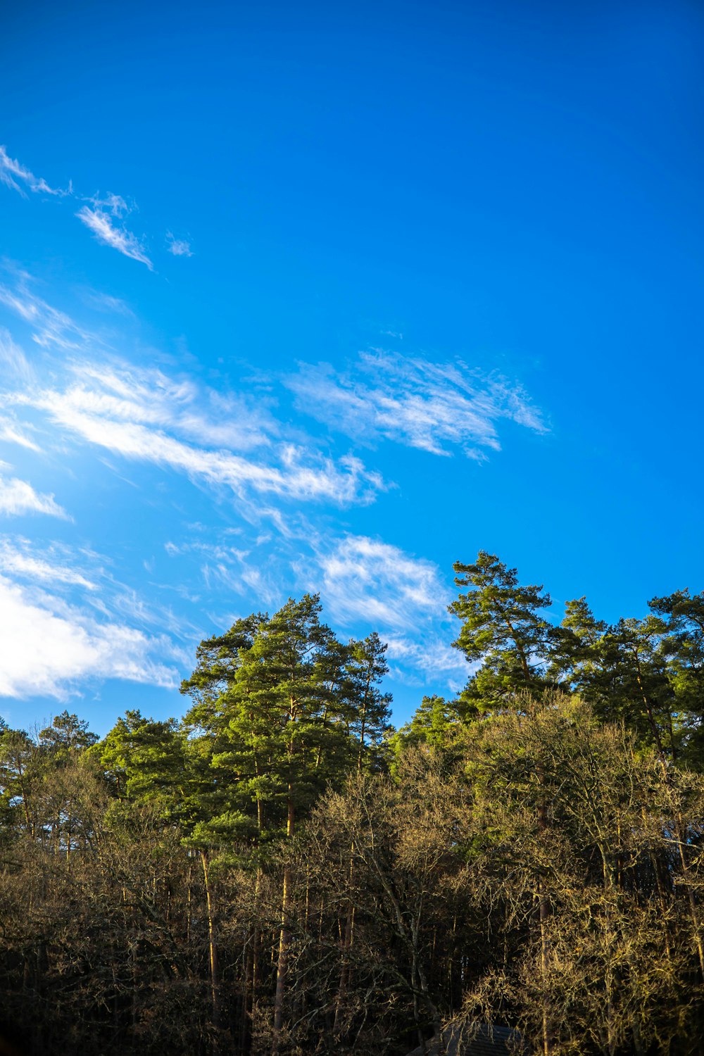 a blue sky with some clouds and some trees