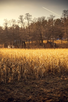 a field of corn with a house in the background