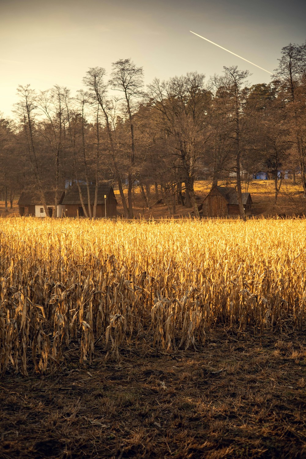 a field of corn with a house in the background