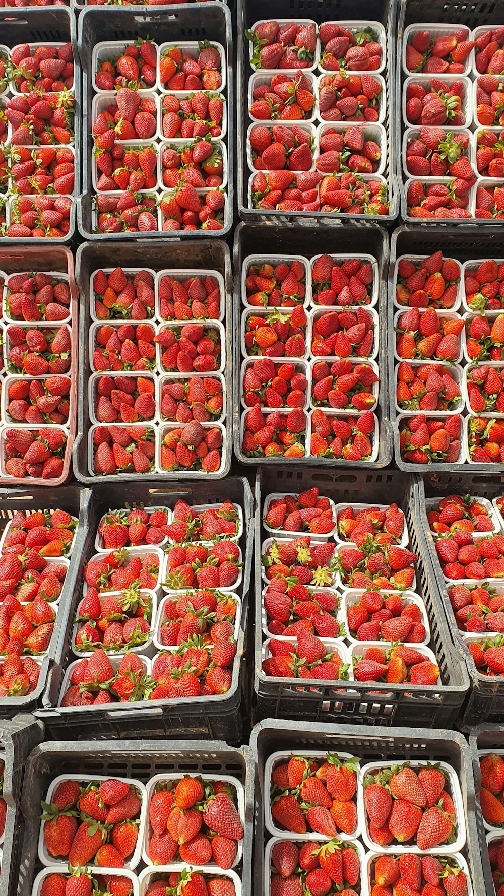 a bunch of trays filled with lots of strawberries