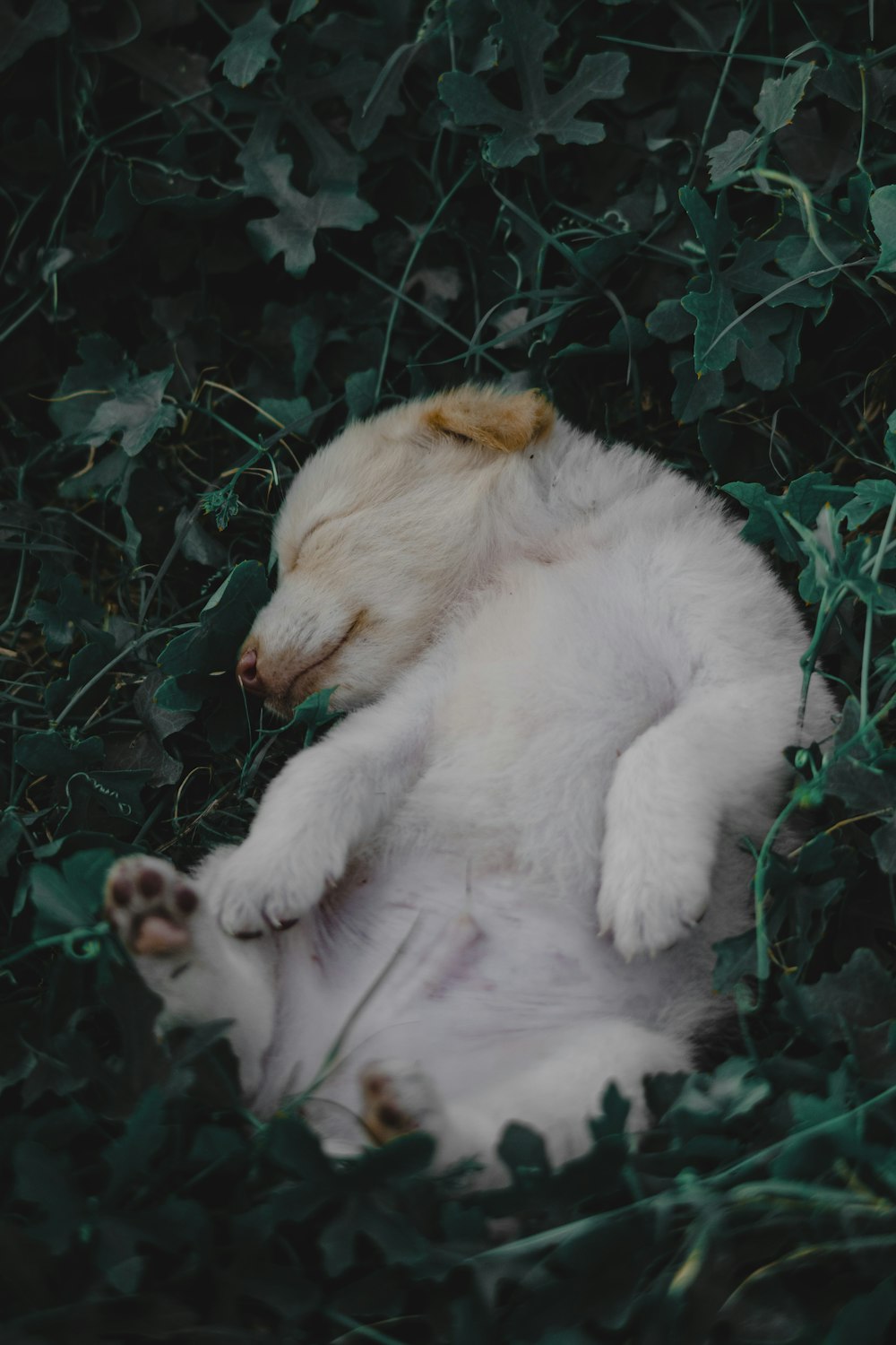 a small white dog laying on its back in the grass