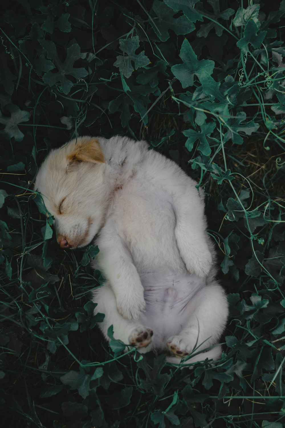 a small white teddy bear laying in the grass