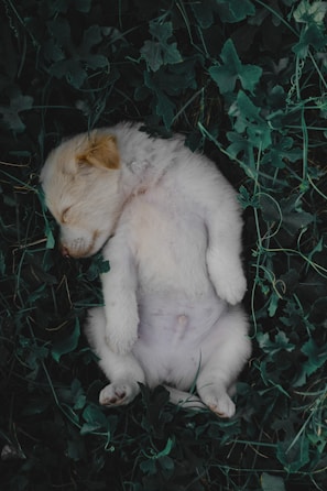 a small white teddy bear laying in the grass