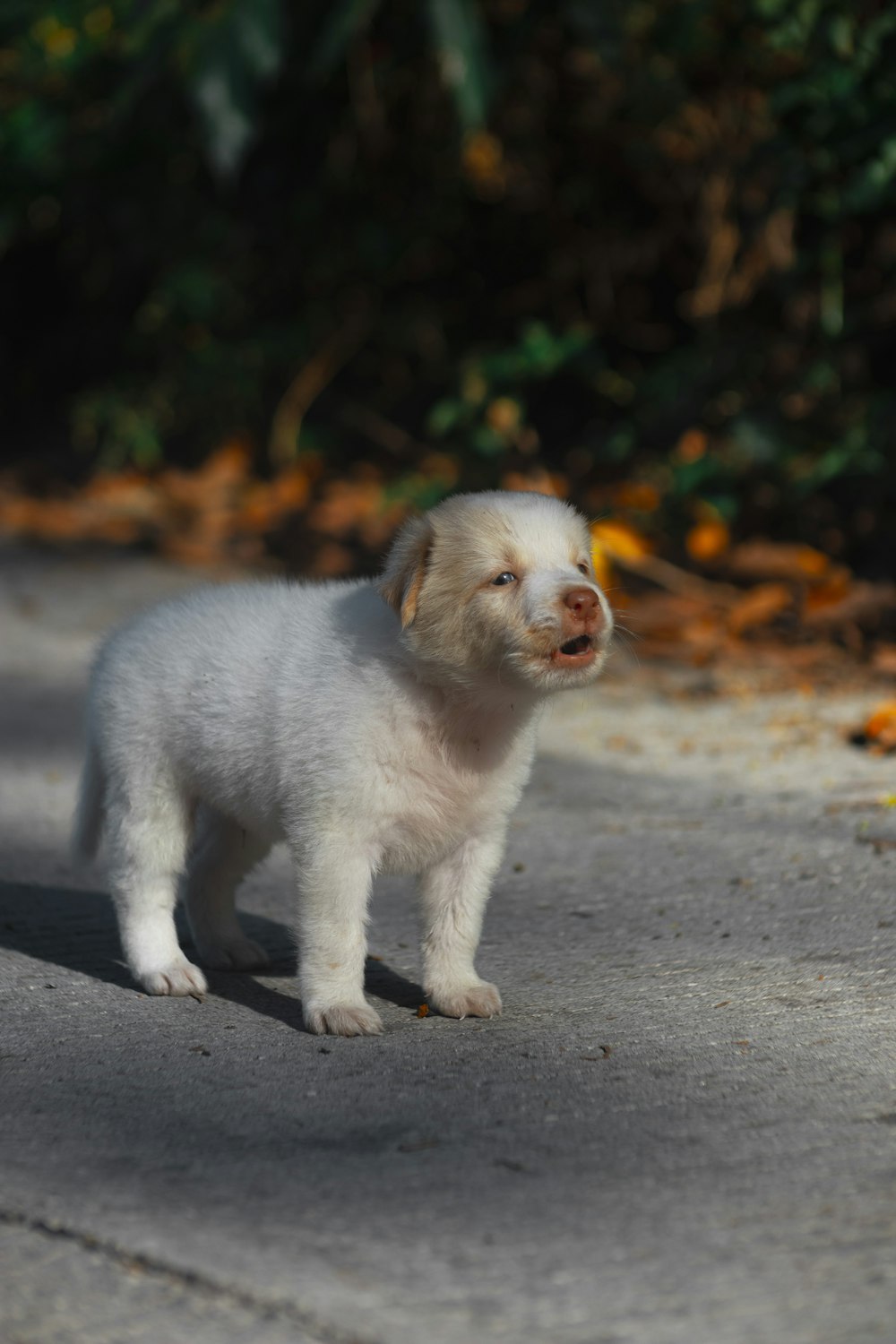 a small white puppy standing on a sidewalk