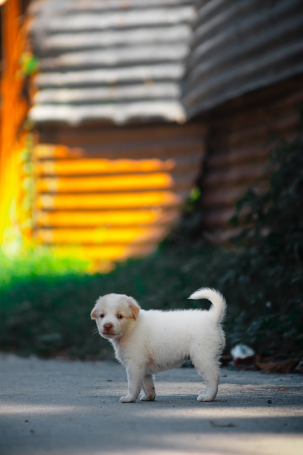 Flexi New Comfort M Boy 5 m Şerit Köpek Tasması