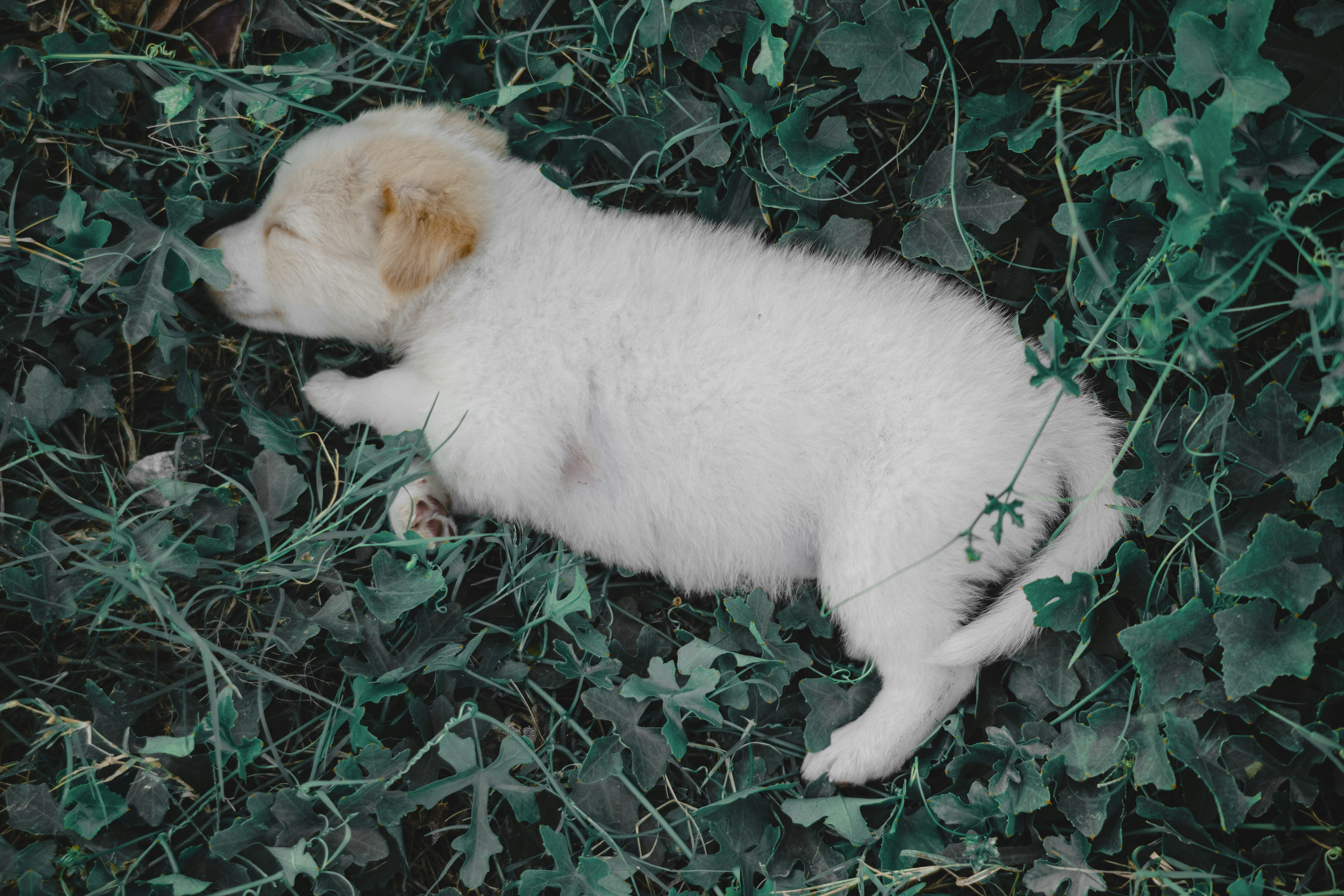 a small white dog laying on top of a lush green field